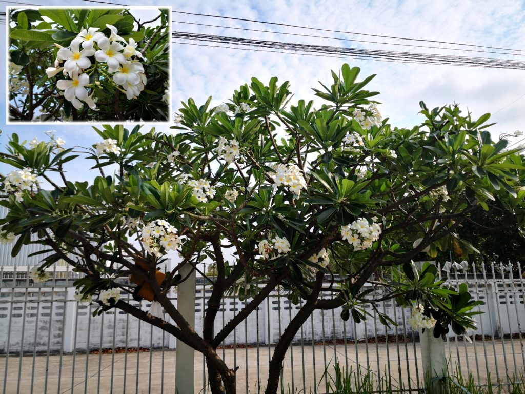 タイを代表する花 プルメリア 三明機工株式会社 産業用ロボット技術 システムインテグレーターで業界をリード 産業用ロボット技術で製造ライン自動化を実現